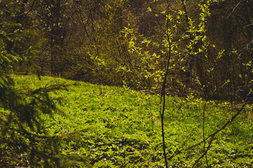 Overgrown forest. trees and plants nature background