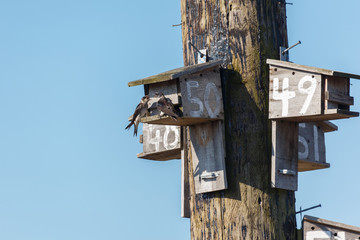 Purple martin bird