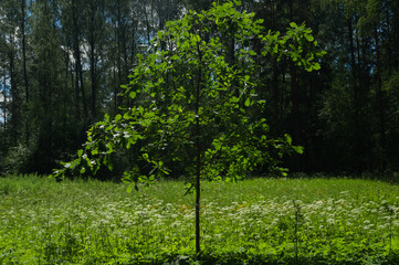 Summer forest background. greenery and foliage