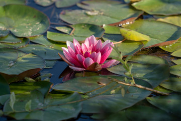 Lotus flower on the pond water after rain. Close up photography