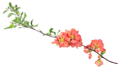 Flowers quince on branch on isolated white background