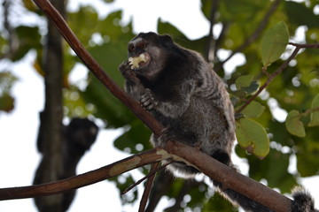 Sagui