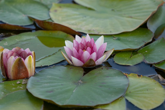 Lotus flower on the pond water after rain. Close up photography