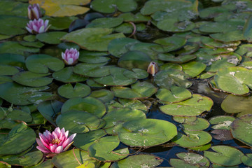 Lotus flower on the pond water after rain. Close up photography