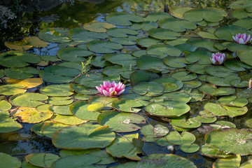 Lotus flower on the pond water after rain. Close up photography