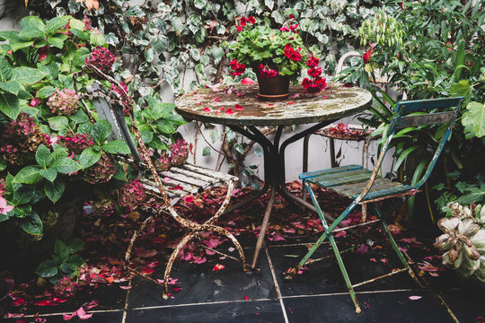 Red pelargonium on vintage table in garden