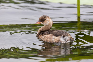 Little grebe bird