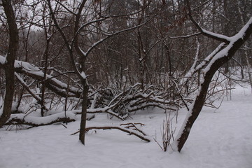 tree in the snow