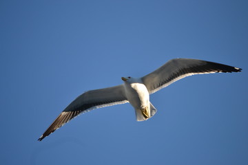 Gaivotas