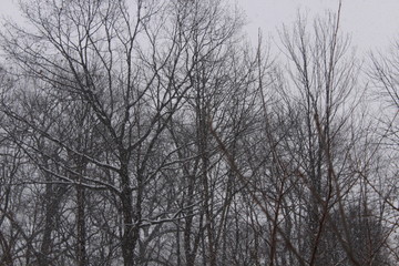 Fototapeta na wymiar trees in fog
