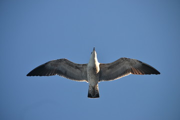 Gaivotas