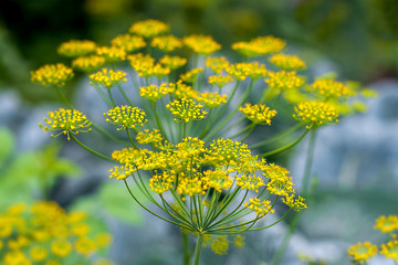 Fresh dill (Anethum graveolens) growing on the vegetable bed. Annual herb, family Apiaceae. ...