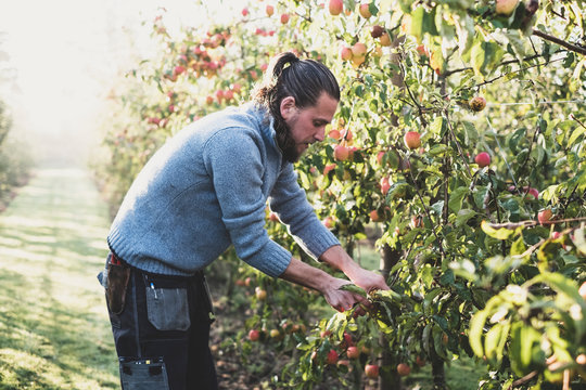 Side view of man picking apples from tree in apple orchard