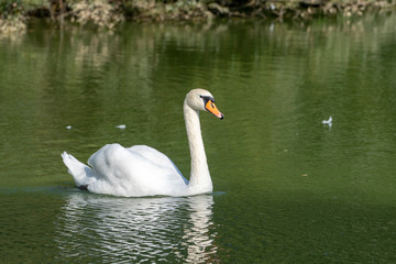 Lake with a white swan. Portrait of beautiful bird.