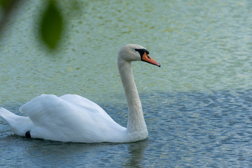 Lake with a white swan. Portrait of beautiful bird.