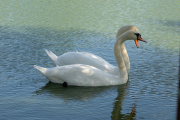 Lake with a white swan. Portrait of beautiful bird.