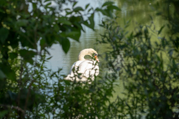 Lake with a white swan. Portrait of beautiful bird.