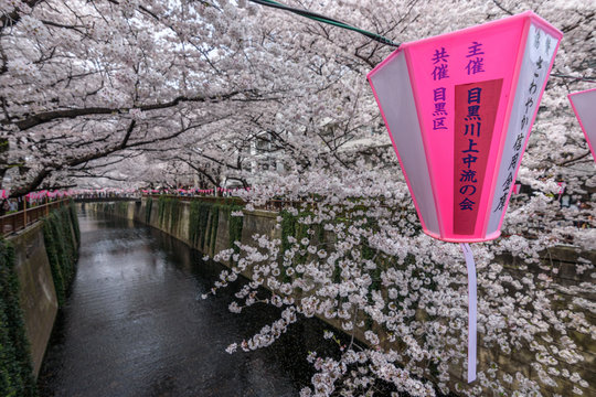 View of Cherry blossoms tree over Meguro River