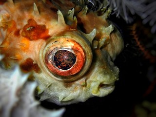 Closeup with Pufferfish with black color background during a leisure dive  in Tunku Abdul Rahman...