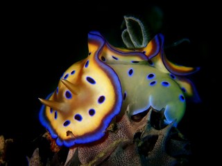 Closeup and macro shot of nudibranch Goniobranchus kuniei during a leisure dive in Tunku Abdul Rahman Park, Kota Kinabalu. Sabah, Malaysia. Borneo.    