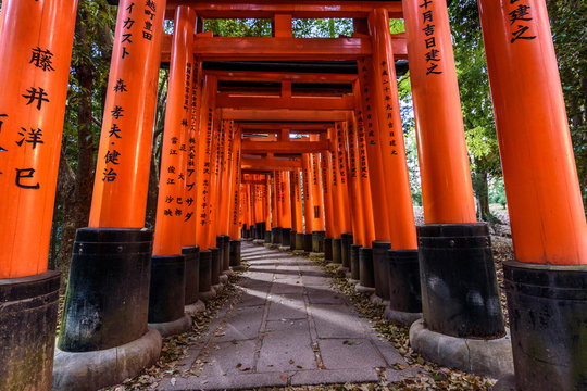 View of empty path passing through Torii gates, Kyoto, Japan
