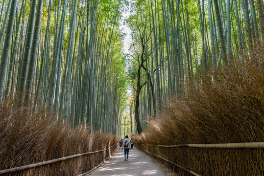 View of people walking through Arashiyama bamboo forest