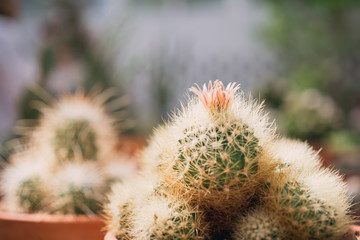cactus flowers