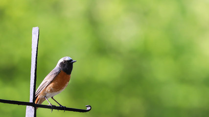 Robin bird. European Robin Redbreast (Erithacus rubecula) perching on a sunny Spring day with green garden out of focus bokeh background.