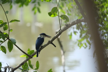 bird on a branch