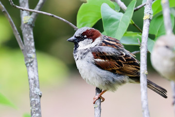 Sparrow bird sitting on tree branch. Sparrow songbird (family Passeridae) sitting and singing on tree branch amidst green leaves close up photo. Bird wildlife scene.