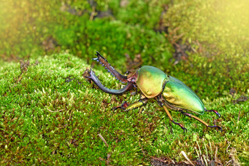 Beetle : Sawtooth beetles (Lamprima adolphinae) or Stag beetles, one of world's most beautiful...