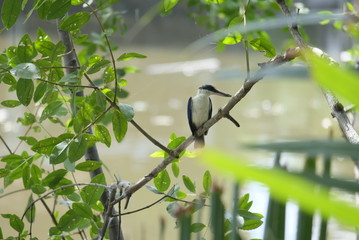bird on branch