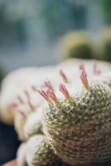 cactus flowers