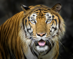 Obraz premium Portrait of tiger.