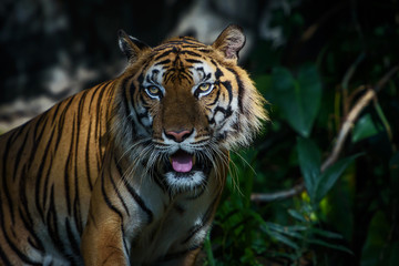 Portrait of tiger.