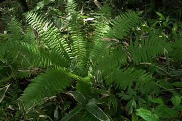 The foliage of the fern