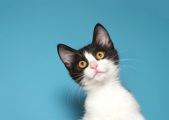 Portrait of a white and black kitten with yellow eyes looking intently at viewer. Blue background.