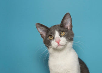 Portrait of a white and grey kitten with yellow eyes looking intently at viewer. Blue background.