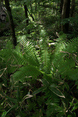 The foliage of the fern