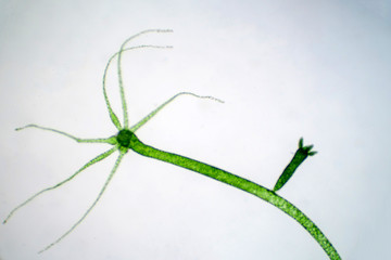 Hydra is a genus of small, fresh-water animals of phylum Cnidaria and class Hydrozoa. - obrazy, fototapety, plakaty