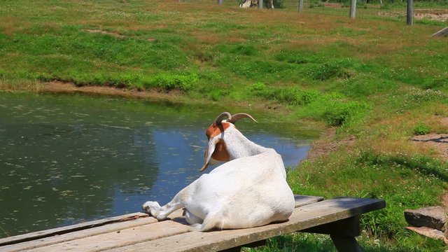ch&egrave;vre