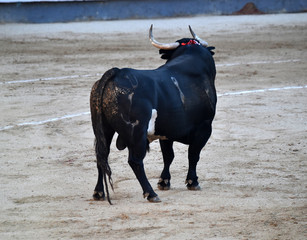 toro en plaza de toros en españa