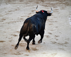 toro en plaza de toros en españa