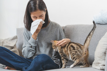 Diseases from pets concept. Woman is sneezing from fur allergy on the sofa and playing with her cat. - obrazy, fototapety, plakaty