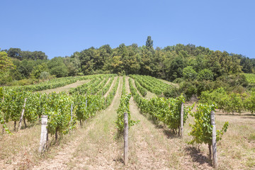 Fototapeta na wymiar Vineyard made of rows of grape trees producing Chardonnay, on a hill during a sunny afternoon, taken in the city of Saint Savin, in France, in Isere, in a chateau producing white wine