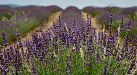 Obraz premium Closeup of lavender growing in a field in Provence, France