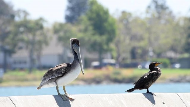 One brown pelican perched next to a double crested cormorant on a sea wall near residential housing in the San Francisco Bay. Common water birds in California.