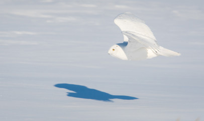 Snowy owl in the winter