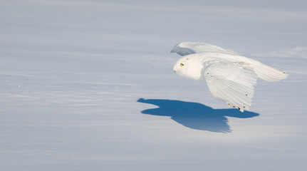 Snowy owl in the winter