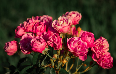 pink rose in the garden